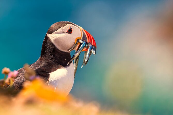 Irelands Eye Tour - Tour Inclusions