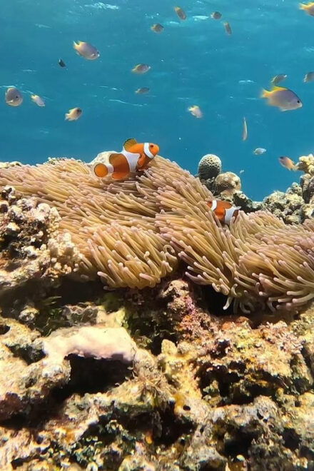 Iriomote: Boat Snorkeling Tour at Barasu Island - Guided Tour Details