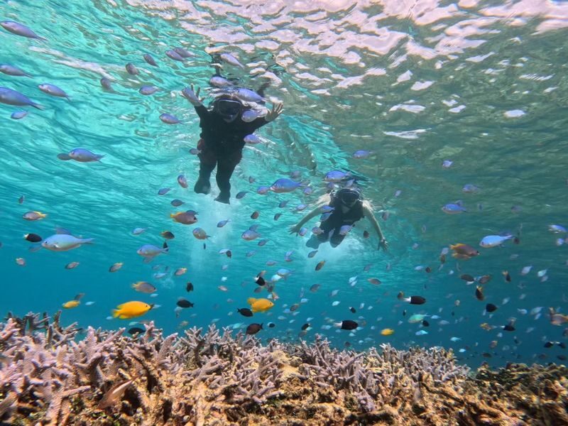 Iriomote Island: Barasu Island Snorkeling & Mangrove SUP or Canoe 1-Day Experience (Okinawa) - Price and what the day includes
