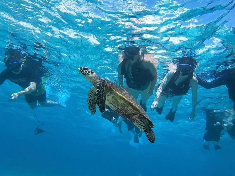 Iriomote Island: Barasu Island Snorkeling & Mangrove SUP or Canoe 1-Day Experience (Okinawa) - What to bring and who should book