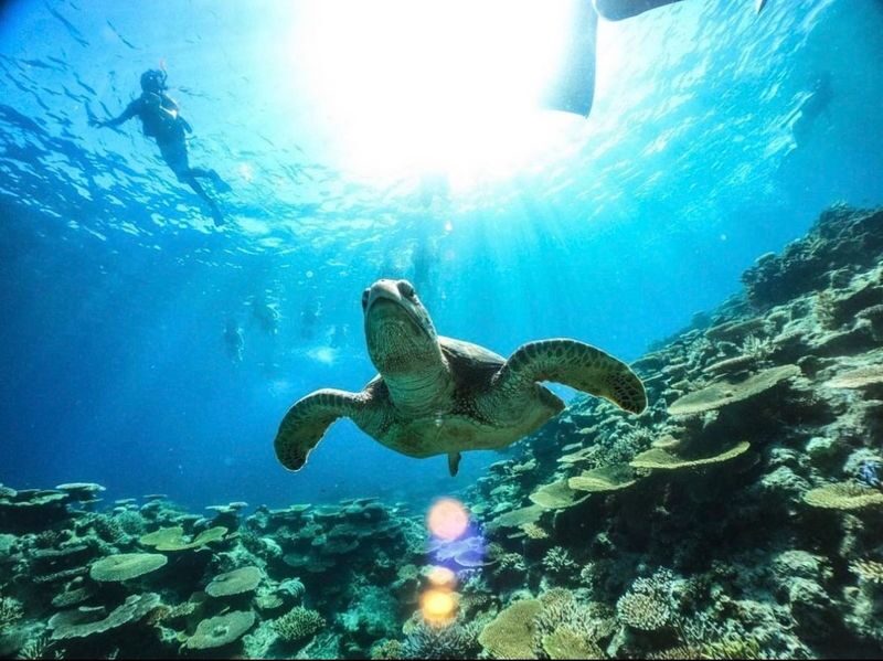 Iriomote Island: Half-Day Barasu Island Boat Snorkeling Experience (Okinawa) - Barasu Island at a glance