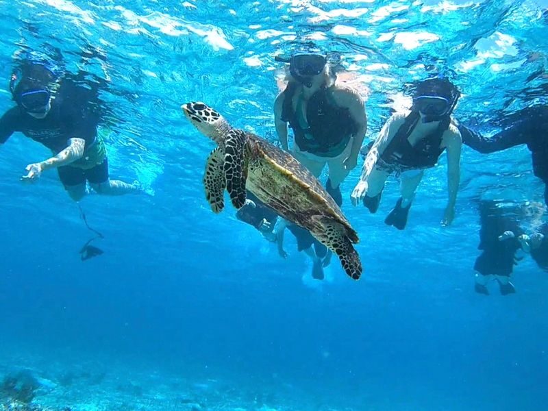 Iriomote Island: Half-Day Barasu Island Boat Snorkeling Experience (Okinawa) - A coral island shaped by the tide