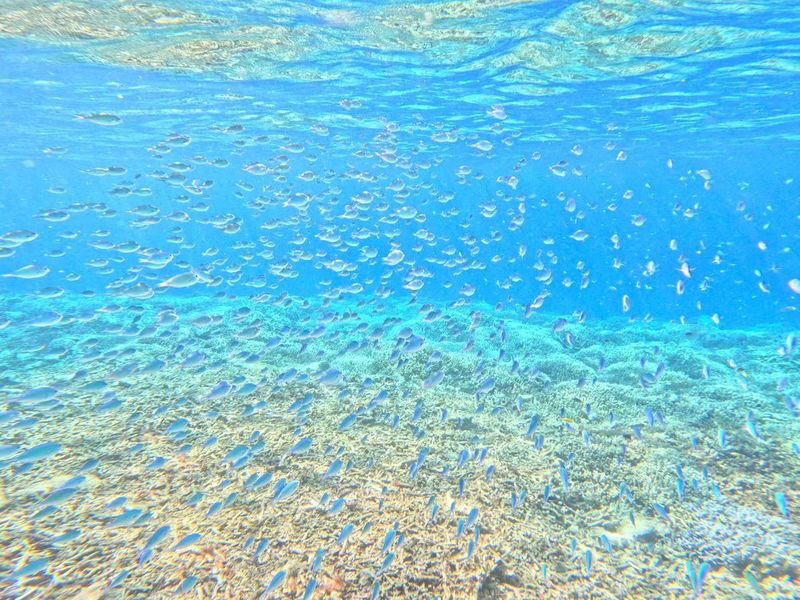 Iriomote Island: Half-Day Barasu Island Boat Snorkeling Experience (Okinawa) - What the Barasu stop is like
