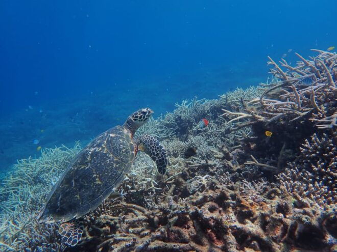 Iriomote Island: Kayaking and Snorkeling Tour - Safety Guidelines