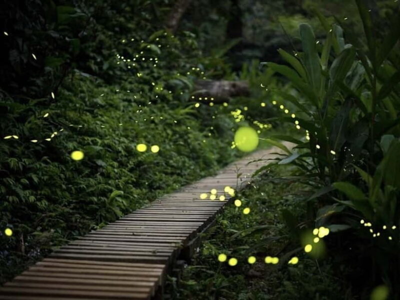 Iriomote Island Limited Time Yaeyama Firefly Viewing Tour - What to Expect from the Tour