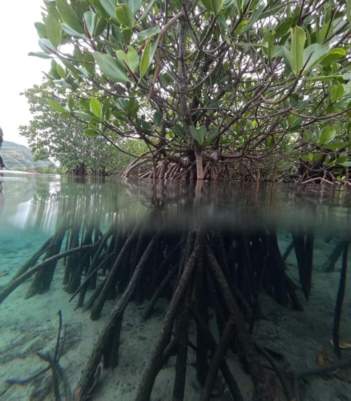 Iriomote island: Mangrove River SUP or Canoe Cruising Tour - The Value of This Tour: What Sets It Apart?