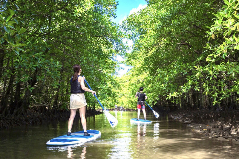 Iriomote Island Mangrove SUP or Canoe Half-Day Experience (Okinawa) - Canoe or SUP: which should you choose?