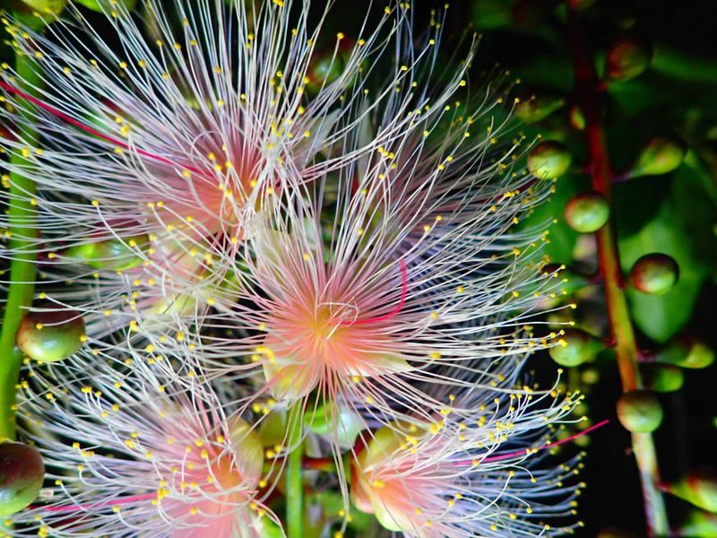 Iriomote Island Phantom Flower "Sagaribana" Viewing Tour: A Mysterious and Spectacular View that Blooms at Night and Scatters in the Morning [Limited Time: June to August] - The 20:00 walk from Uehara Port