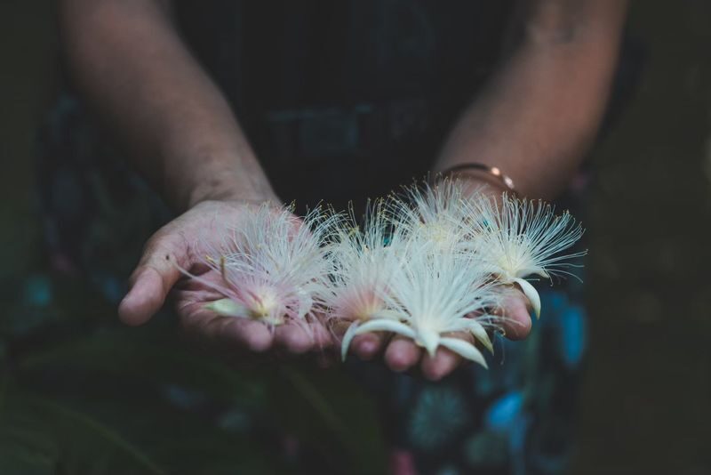Iriomote Island Phantom Flower "Sagaribana" Viewing Tour: A Mysterious and Spectacular View that Blooms at Night and Scatters in the Morning [Limited Time: June to August] - Choosing the night outing or the early-morning option