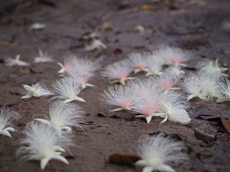 Iriomote Island Phantom Flower "Sagaribana" Viewing Tour: A Mysterious and Spectacular View that Blooms at Night and Scatters in the Morning [Limited Time: June to August] - Is the price fair for a one-hour activity?