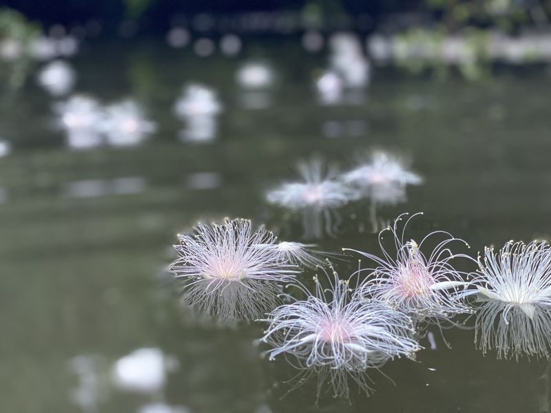Iriomote Island Phantom Flower "Sagaribana" Viewing Tour: A Mysterious and Spectacular View that Blooms at Night and Scatters in the Morning [Limited Time: June to August] - Weather, age limits, and booking details