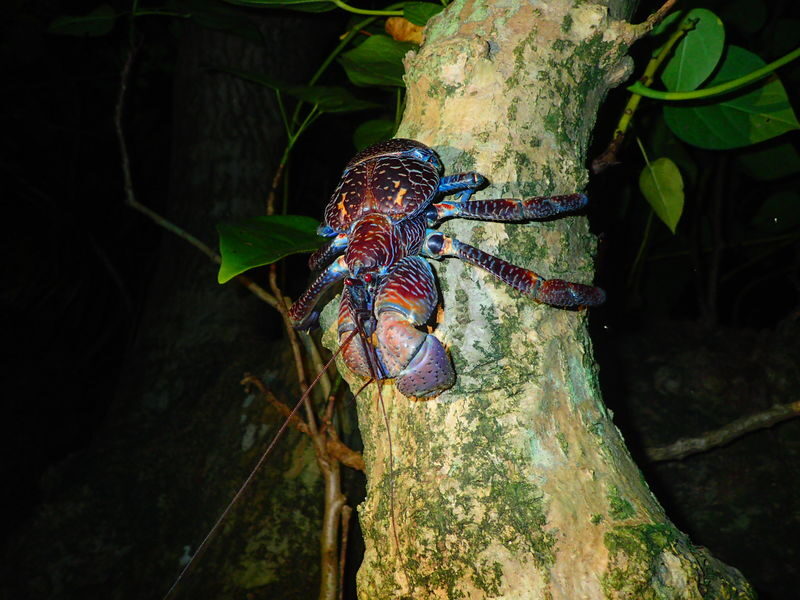 Iriomote Island Stargazing & Jungle Night Tour (Okinawa) - What the one-hour walk can show you