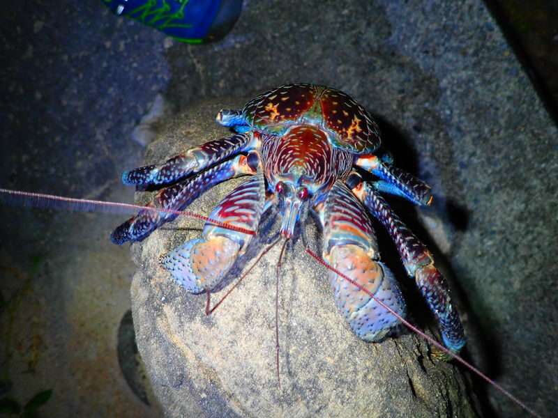 Iriomote Island Stargazing & Jungle Night Tour (Okinawa) - What to wear when the weather turns