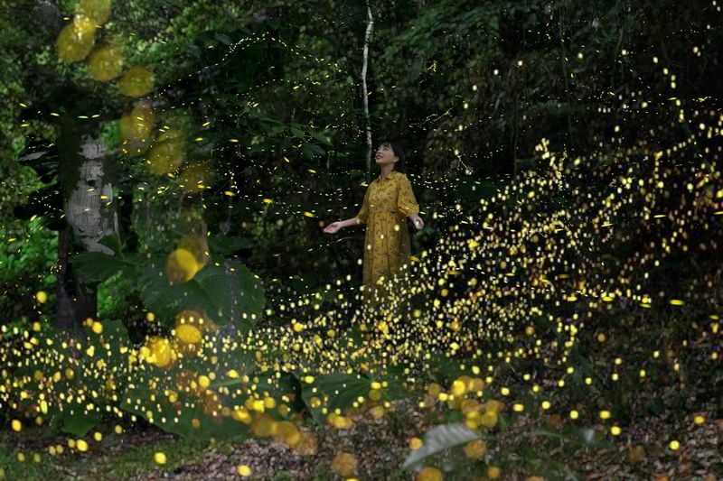 Iriomote Island: Sunset & Yaeyama Hime Firefly Watching Tour [Limited Time: March - May] - A rare firefly show after sunset