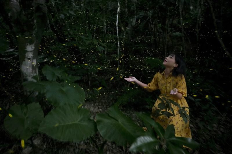 Iriomote Island: Sunset & Yaeyama Hime Firefly Watching Tour [Limited Time: March - May] - Guides, language, and the operator