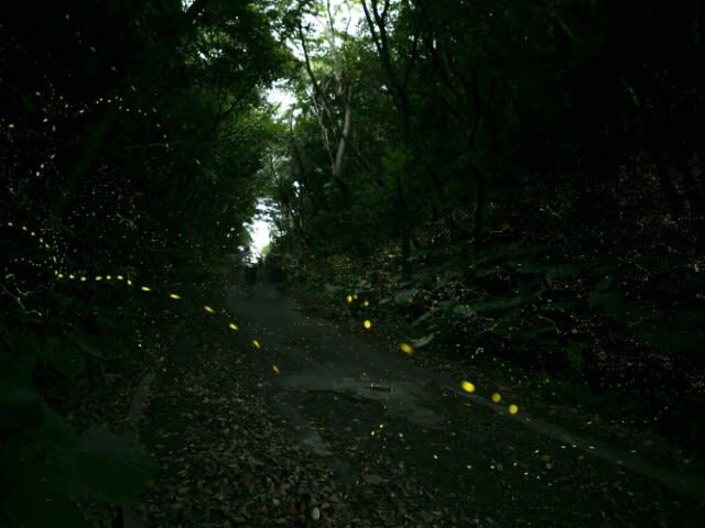 Iriomote Island: Sunset & Yaeyama Hime Firefly Watching Tour [Limited Time: March - May] - Is $30.89 good value?