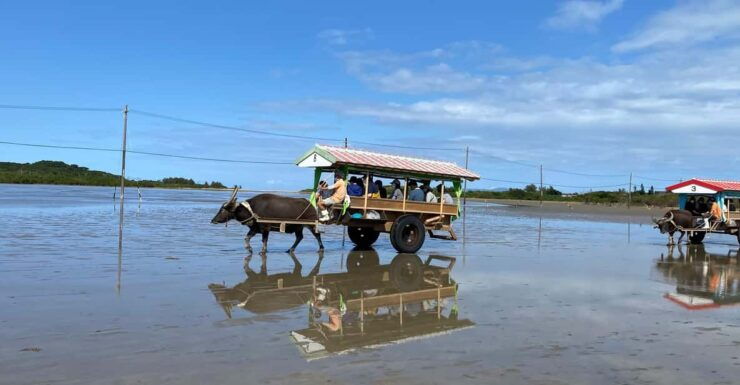 Iriomote: Mangrove Canoe and Yubujima Sightseeing Tour! - Good To Know