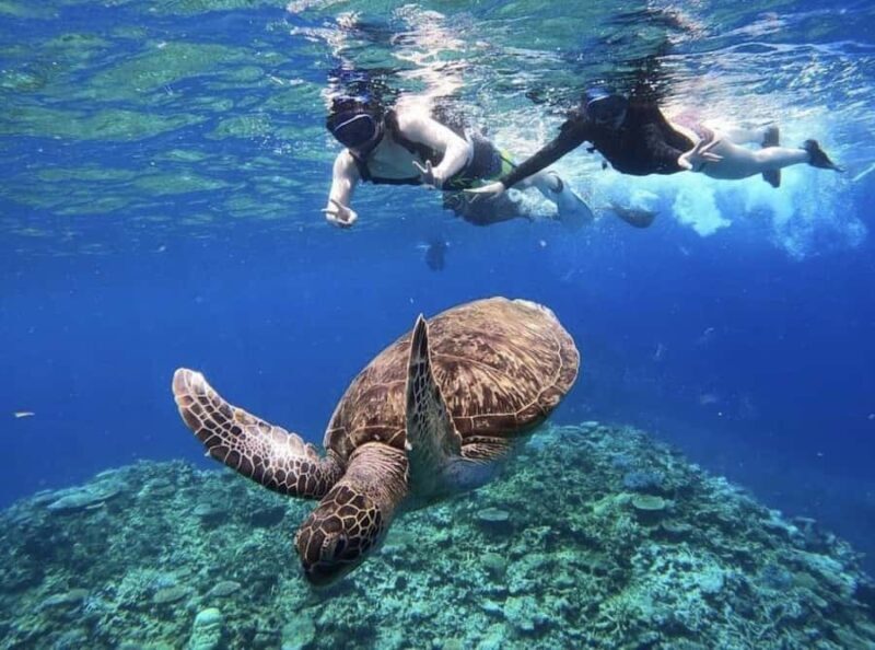Iriomote Mangrove SUP and Snorkeling at Coral island - An Introduction to Iriomote’s Unique Allure