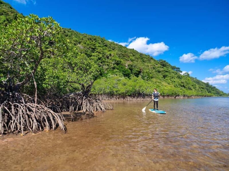 Iriomote Mangrove SUP and Snorkeling at Coral island - Final Thoughts: Who Should Consider This Tour?
