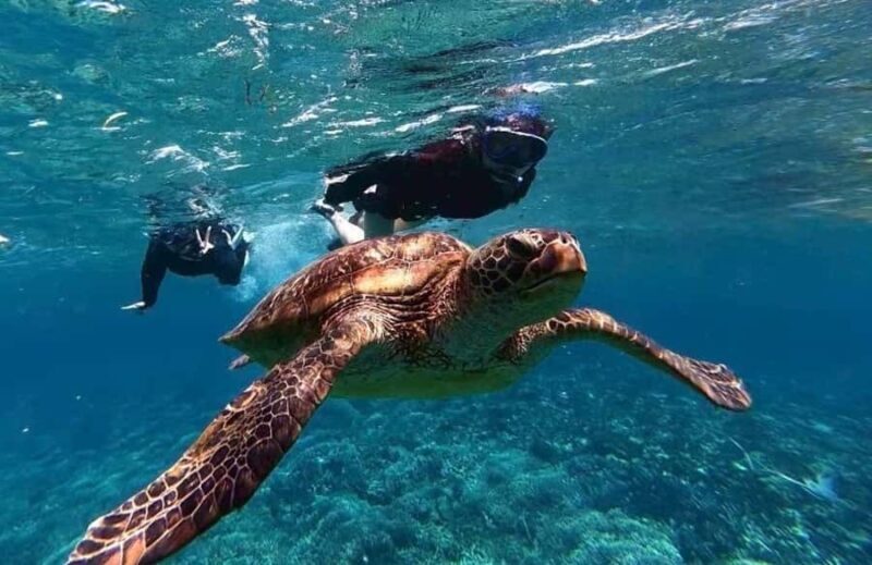 Iriomote Mangrove SUP and Snorkeling at Coral island - An In-Depth Look at the Iriomote Mangrove SUP and Snorkeling Tour