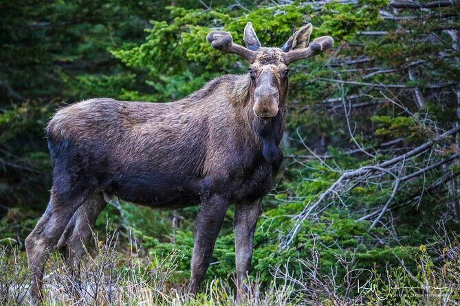 Irish Loop Smartphone Audio Driving Tour - Final Thoughts