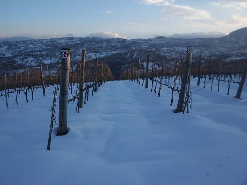 Irpinia Wine Tasting Experience - Why We Think This Tour Works