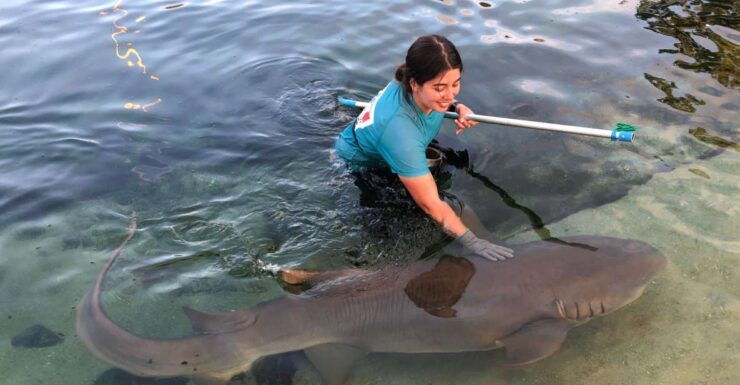 Irukandji Entry Pass & Reef Shark Encounter (12) - Activity Details