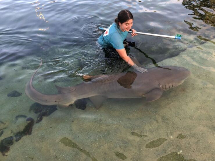 Irukandji Entry Pass & Reef Shark Encounter (12) - Experience Highlights