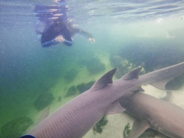 Irukandji Entry Pass & Reef Shark Snorkel (12) - Activity Overview