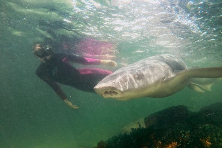 Irukandji Entry Pass & Reef Shark Snorkel (12) - Experience Highlights