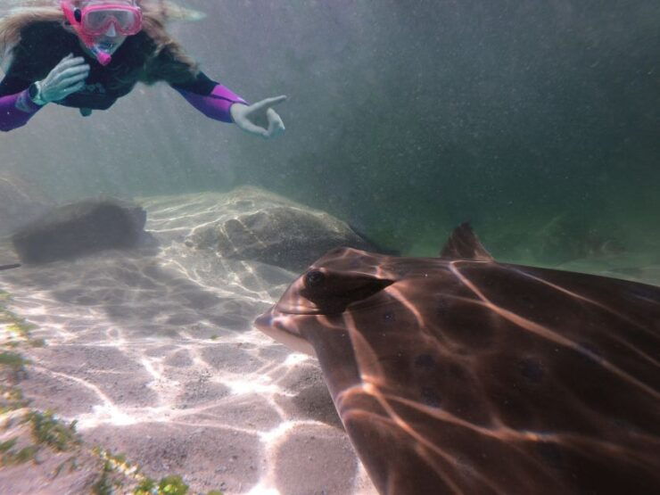 Irukandji Entry Pass & Stingray Snorkel (12) - Ticket Details