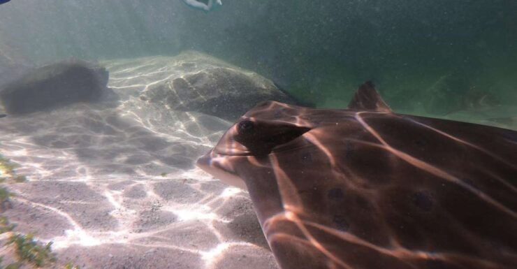 Irukandji Entry Pass & Stingray Snorkel (12) - Experience Highlights