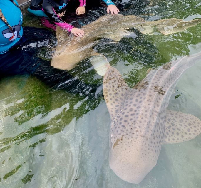 Irukandji Entry Pass & Zebra Shark Encounter - Experience Highlights