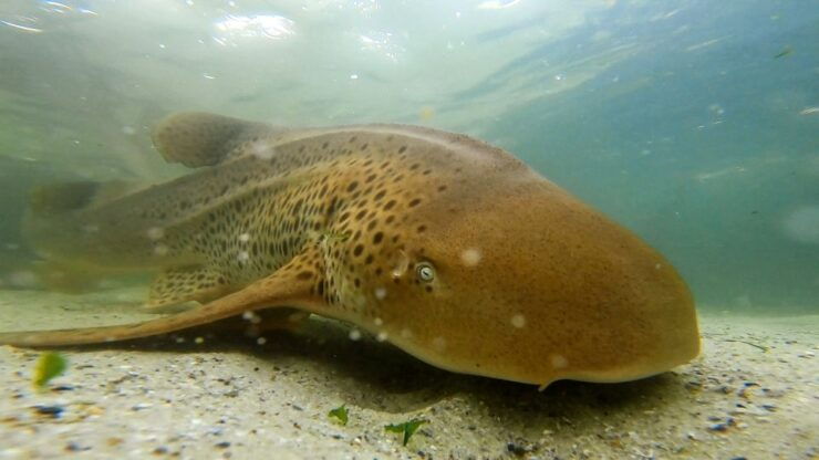 Irukandji Entry Pass & Zebra Shark Snorkel (6) - Ticket Details