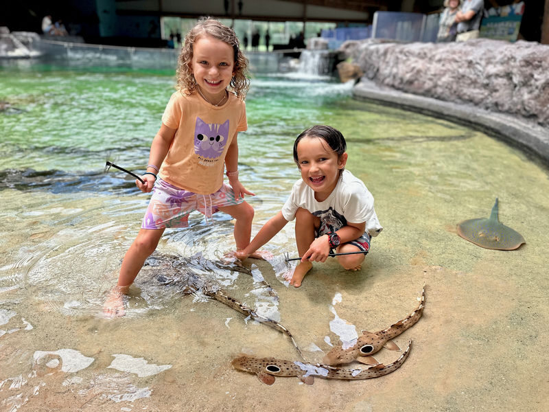 Irukandji Shark & Ray Encounters Ticket - Getting close to rays in Anna Bay