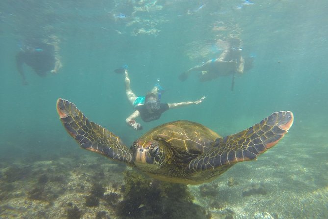 Isabela Island Private Los Tuneles Snorkel Tour  - Puerto Villamil - Inclusions and Benefits