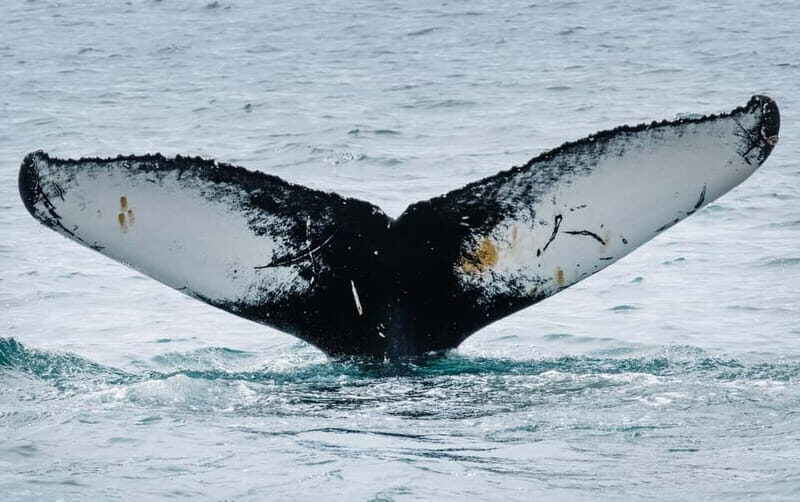 Ísafjörður: Westfjords Whale Watching Boat Tour - What to Expect on the Westfjords Whale Watching Tour