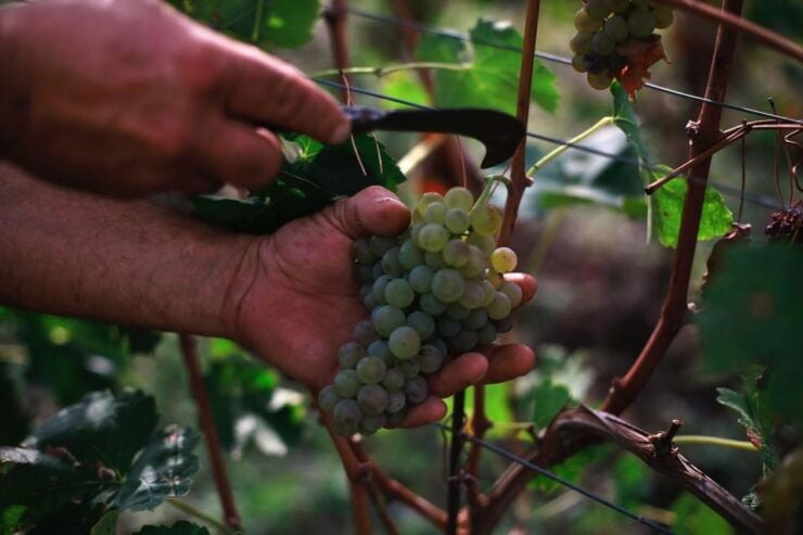Ischia: Vineyard Tour & Wine Tasting Experience W/ Transfers - Tour Inclusions