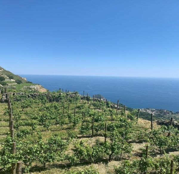 Ischia: Vineyard Tour & Wine Tasting Experience W/ Transfers - Frequently Asked Questions