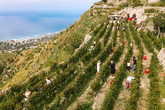 Ischia Wine Tasting Experience With Transfer Included - Professional Guidance