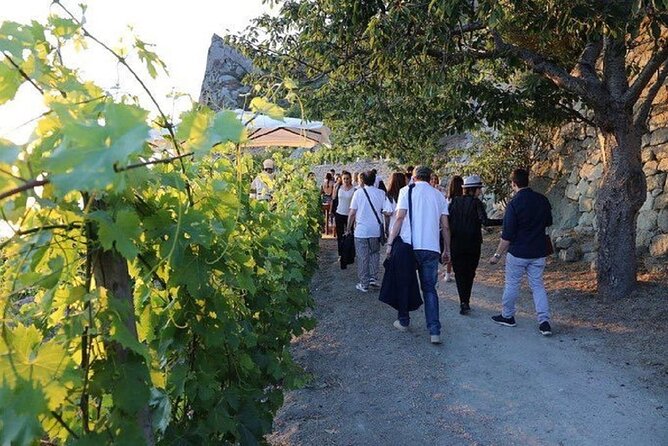 Ischia Wine Tasting Experience With Transfer Included - Vineyard Exploration