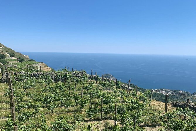 Ischia Wine Tasting Experience With Transfer Included - Pickup and Drop-off Service