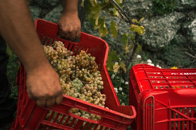 Ischia Wine Tasting Experience With Transfer Included - Special Offer Information