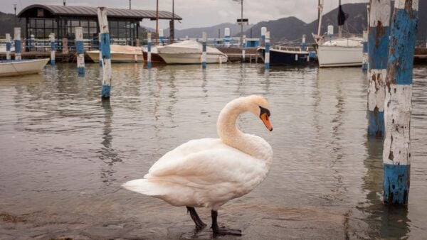 Iseo: Photo Shoot With Professional Photographer - Inclusions and Exclusions
