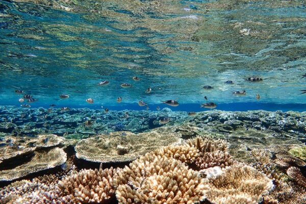 Ishigaki: Blue Cave Snorkeling Tour - Booking Details