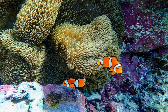 [Ishigaki] Blue Cave Snorkeling Tour - Tour Details and Inclusions