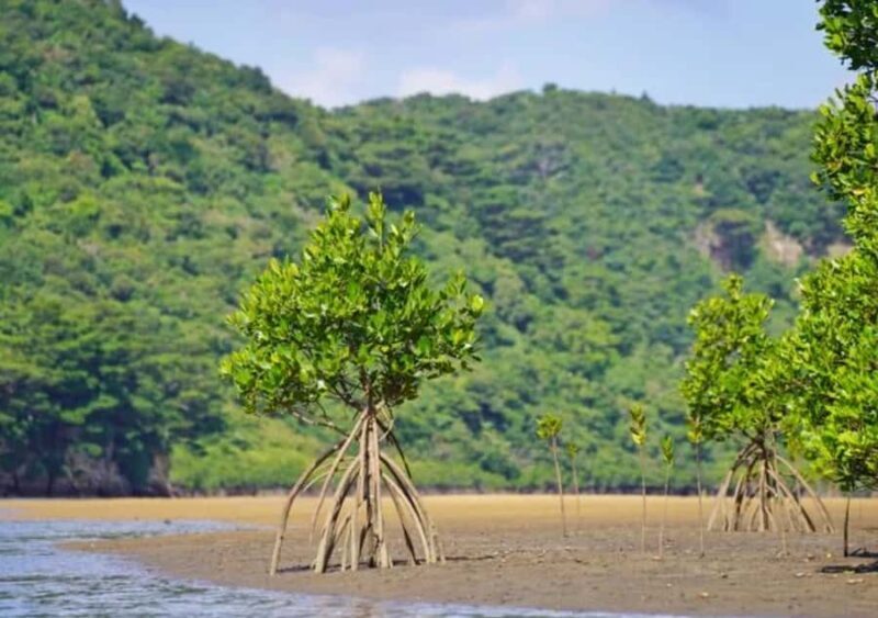 Ishigaki: Full-Day Island Tour with Photos & Transfer - Good To Know