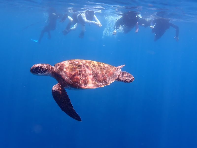 Ishigaki Island/1-day Kabira Bay SUP/Canoe & Blue Cave Snorkeling Experience (Okinawa) - What the day’s schedule means for you