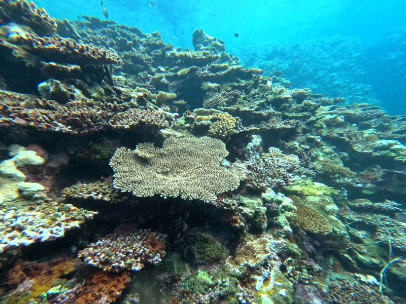 Ishigaki Island/1-day Kabira Bay SUP/Canoe & Blue Cave Snorkeling Experience (Okinawa) - Should you book it?