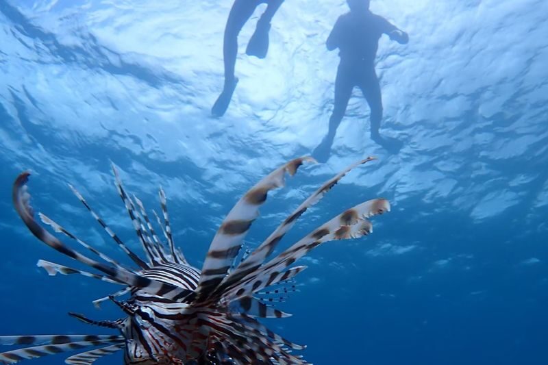 Ishigaki Island: 1-Day Tour Mangrove SUP & Canoe & Blue Cave Snorkeling - Lunch near the port, with time to reset